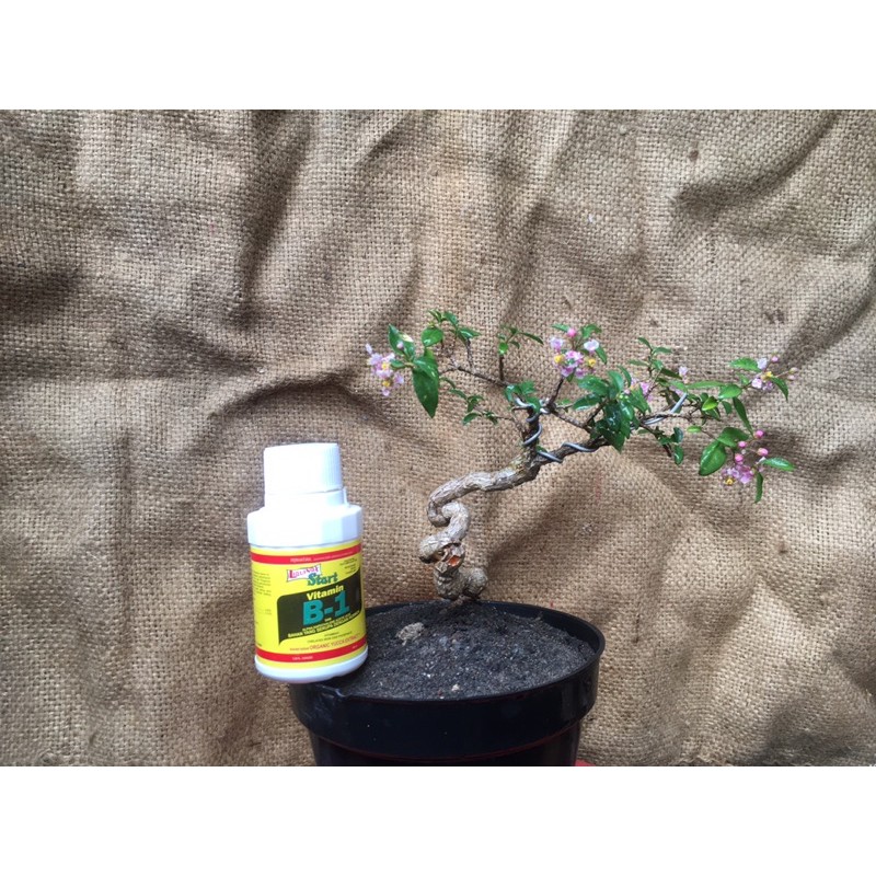 Jual Bonsai Mame Sakura Micro Shopee Indonesia