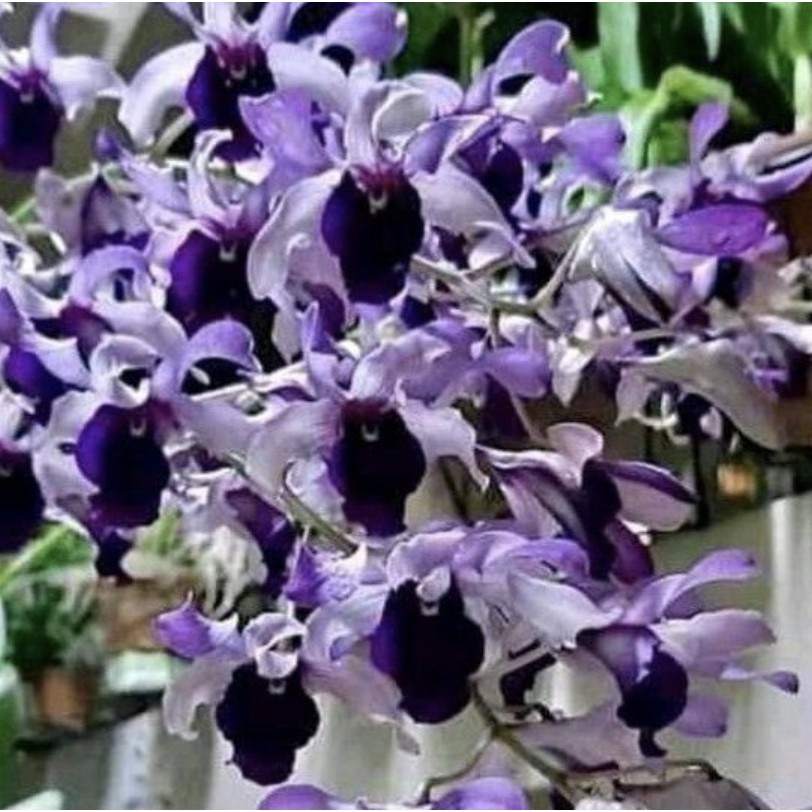 Jual Anggrek Dendrobium Indonesia Raya Blue Indonesia Shopee Indonesia