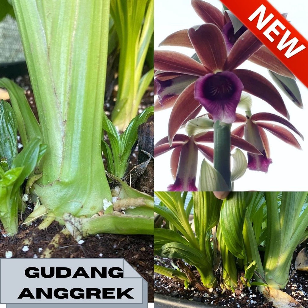 Jual Anggrek Tanah Phaius Tankervilleae Kondisi Bonggol Shopee Indonesia