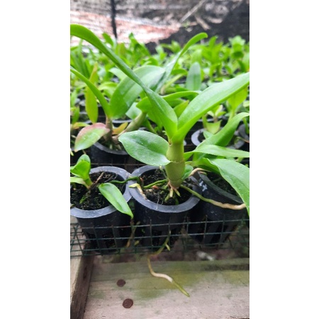 Jual Paket Seedling Anggrek Dendrobium Pot Indonesia Shopee Indonesia