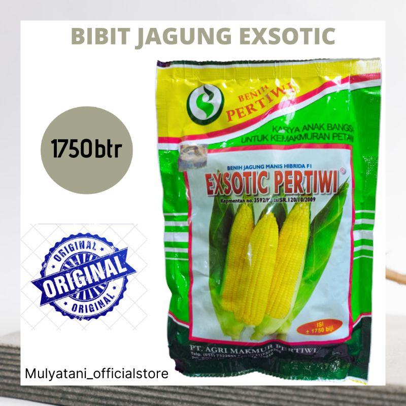 Jual Benih Bibit Jagung Manis Exsotic Pertiwi 1750 Butir Biji Original