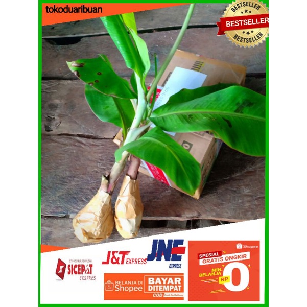 Jual Bibit Pisang Barlin Pohon Pisang Mulih Pohon Pisang Mulih Beli