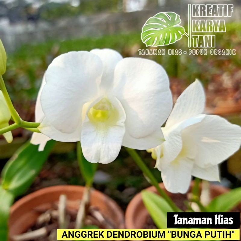 Jual Tanaman Hias Anggrek Dendrobium Bunga Putih Tanaman Anggrek