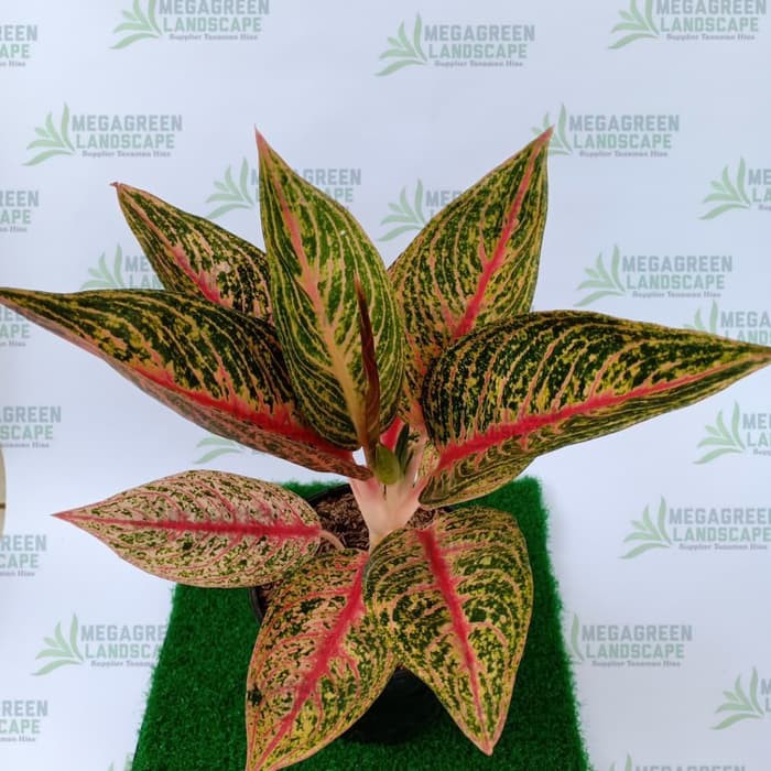 Jual Tanaman Aglaonema Legacy Pohon Aglo Aglonema Legaci Tulang Merah