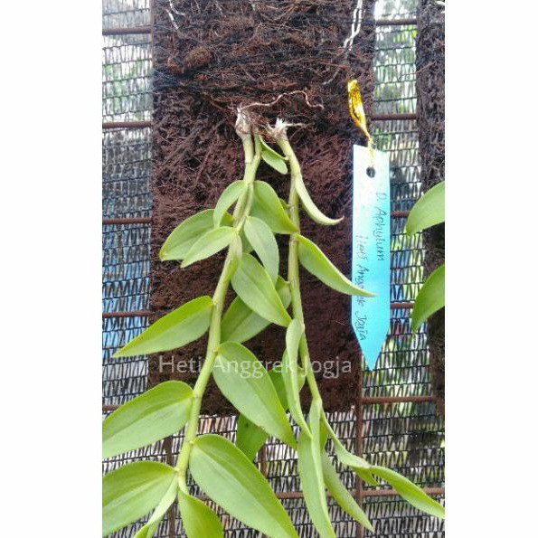 Jual Dendro Aphyllum Anggrek Tirai Indonesia Shopee Indonesia