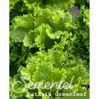 Jual Selada Sementel Bejo Batavia Lettuce Shopee Indonesia