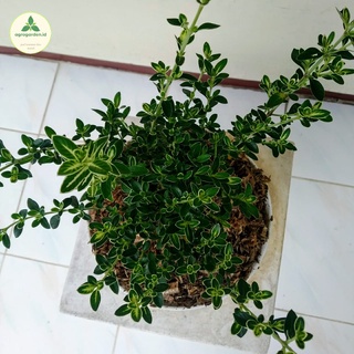 Jual Tanaman Hias Mirten Bahan Bonsai Mirten Varigata Tanaman