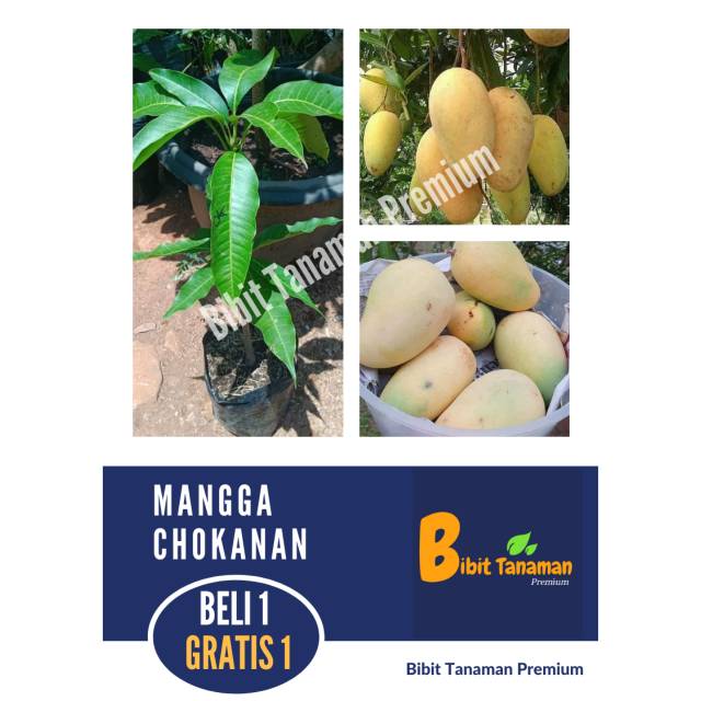 Jual BIBIT MANGGA CHOKANAN BELI 1 GRATIS 1 BIBIT TANAMAN PREMIUM