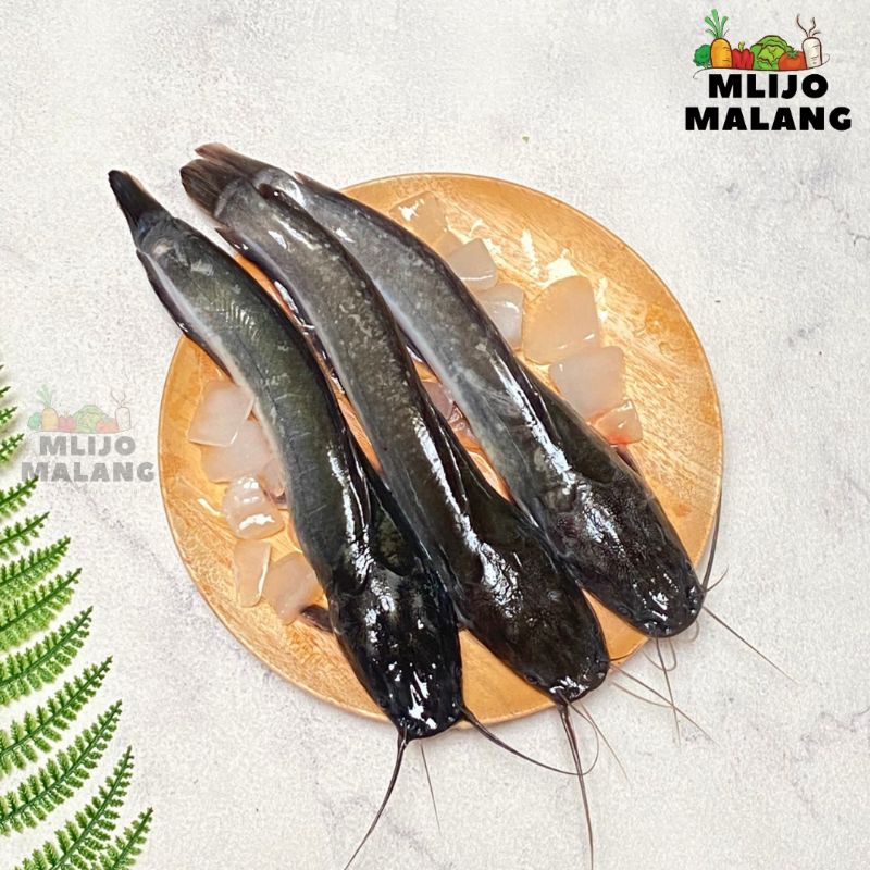 Jual IKAN LELE SEGAR BERSIH SIAP MASAK 1 KG Shopee Indonesia