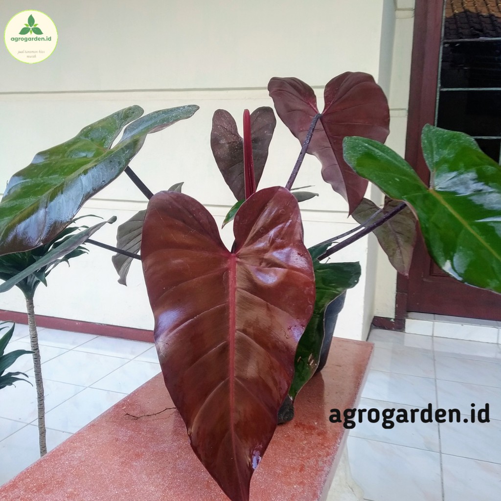 Jual Tanaman Hias Philodendron Dark Lord Philo Dark Lord Dark Lord