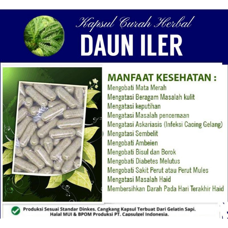 Jual DAUN ILER 100 Kapsul Curah Herbal Shopee Indonesia