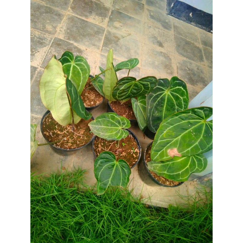 Jual Tanaman Hias Kuping Gajah Anthurium Kuping Gajah Shopee Indonesia