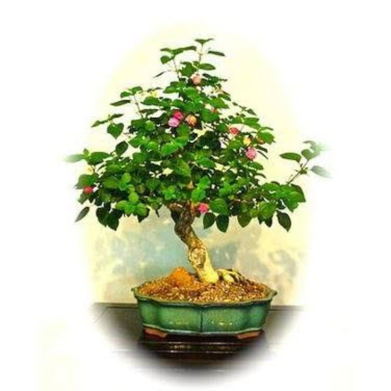 Jual Bahan Bonsai Pohon Lantana Lantana Camara Bertunas Shopee