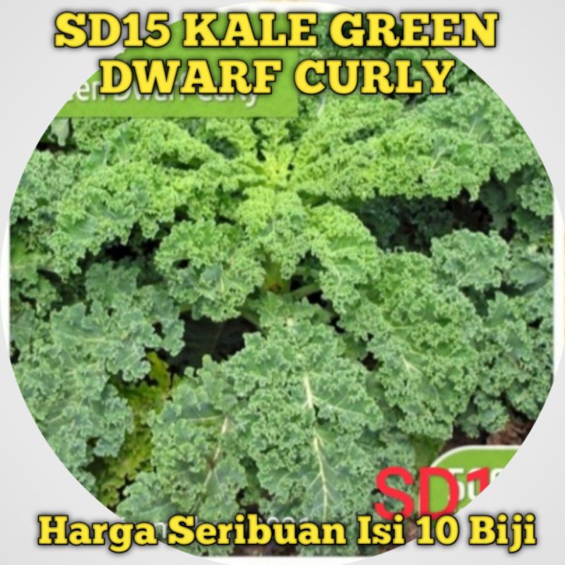 Jual Biji Bibit Benih Kale Keriting Hijau Green Dwarf Curly Shopee