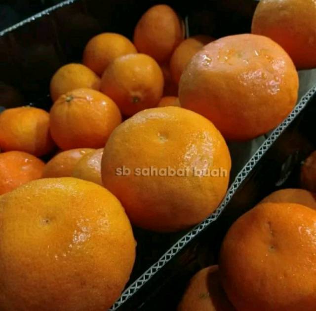 Jual BUAH JERUK MANDARIN MURCOT AUSTRALIA Indonesia Shopee Indonesia