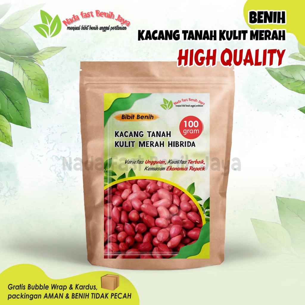 Jual PILIHAN 100 Gram Benih Kacang Tanah Kulit Merah Peanut Seeds Red