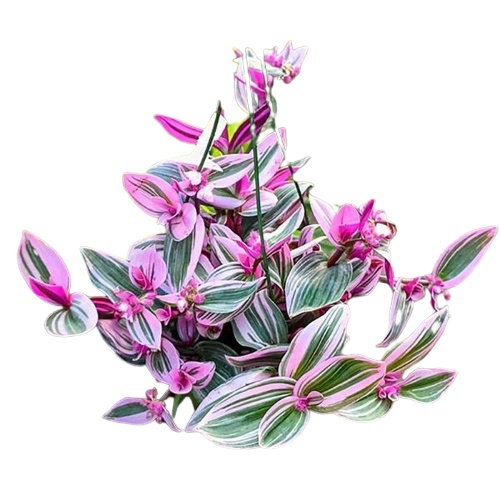 Jual Tanaman Hias Gantung Tradescantia Nanouk Shopee Indonesia