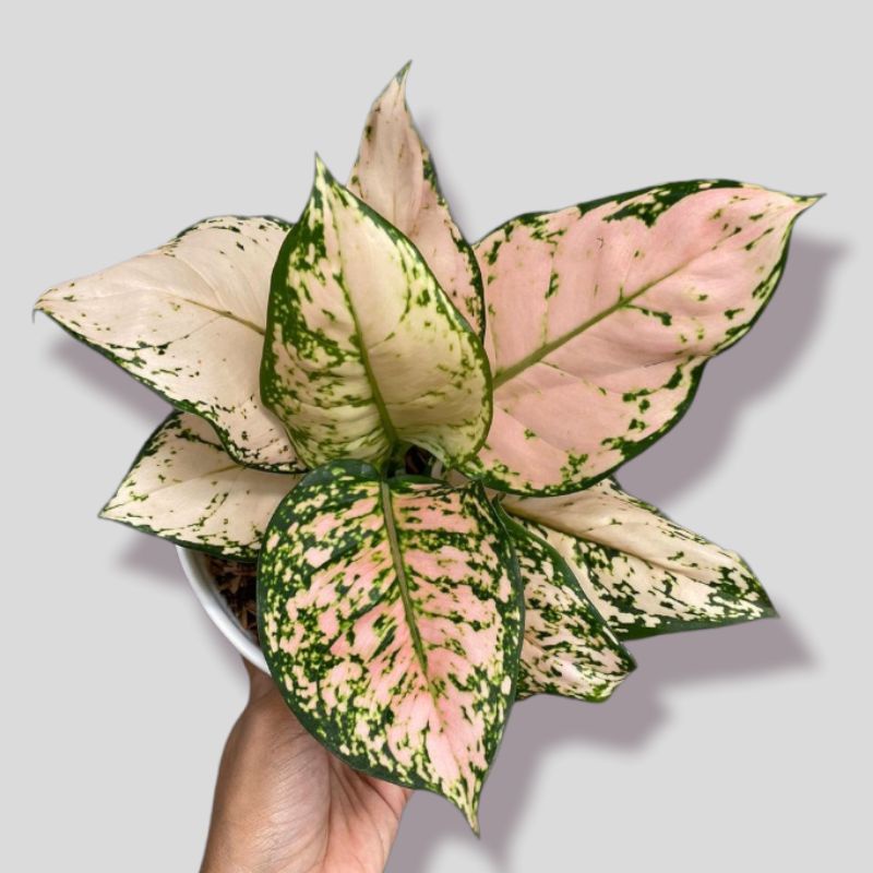 Jual Aglonema Pink Star Tissue Tanaman Hias Aglaonema Pink Star