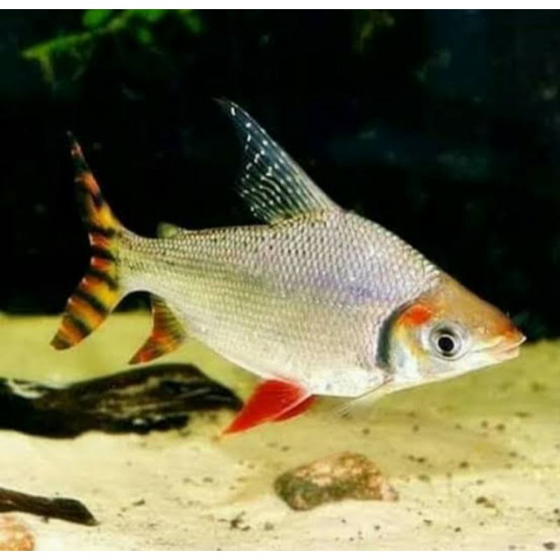 Jual Ikan Hias American Flag Tail Red Feifeng Shopee Indonesia