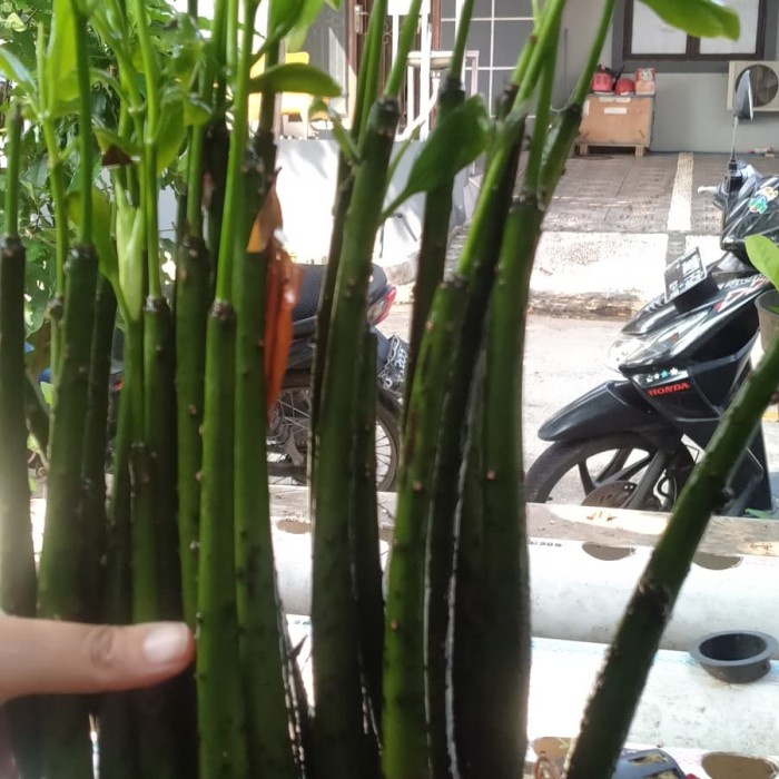 Jual Tanaman Bibit Benih Bibit Pohon Bakau Atau Mangrove Btg