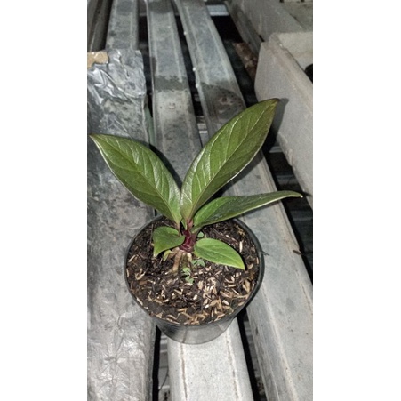 Jual Anthurium Jemani Black Mamba Shopee Indonesia