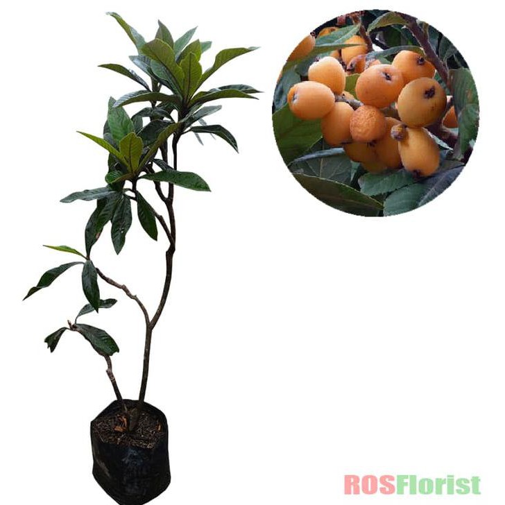 Jual NEW BIBIT TANAMAN BUAH LOQUAT BIWA NEW Shopee Indonesia