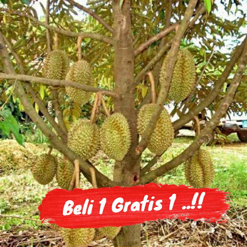 Jual BIBIT DURIAN MUSANGKING KAKI 3 OKULASI BISA BERBUAH DALAM POT