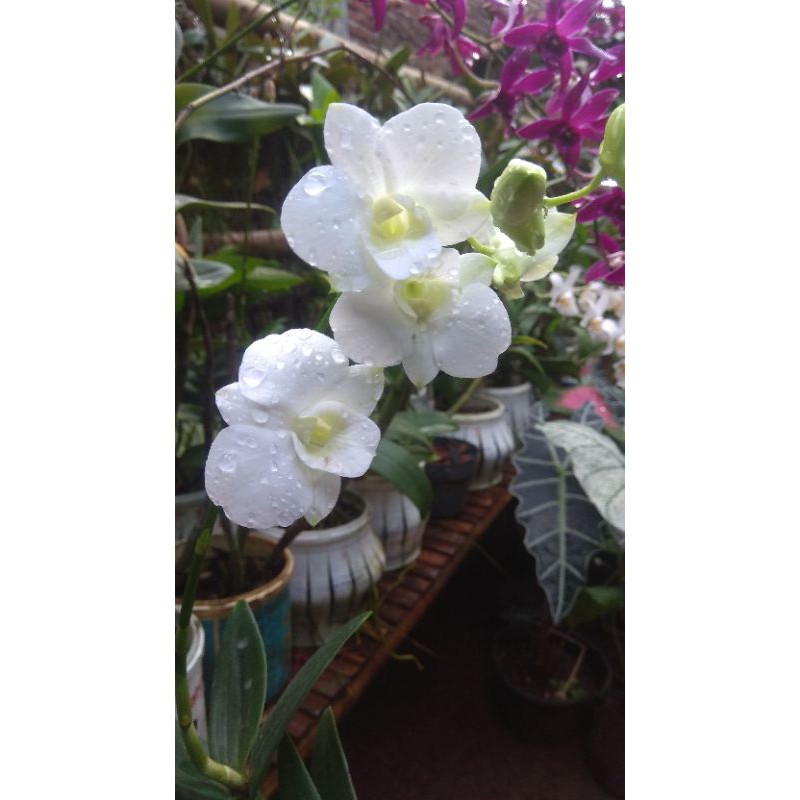 Jual Anggrek Dendrobium Snow White Shopee Indonesia