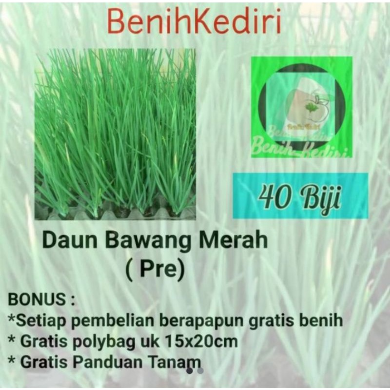 Jual Benih Biji Bibit Sayur Daun Bawang Merah Pre Pri Prei Shopee