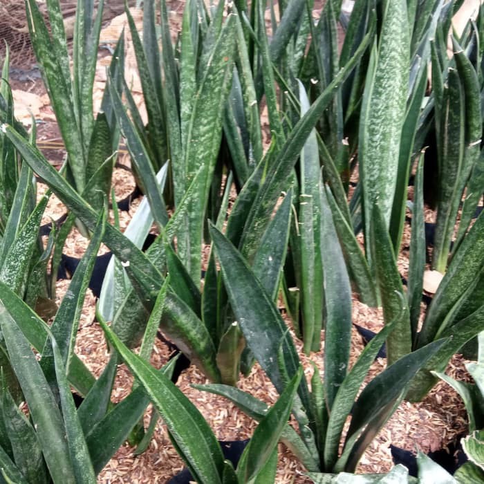 Jual Tanaman Hias Sansivera Cylindrica Sansevieria Cylindrica