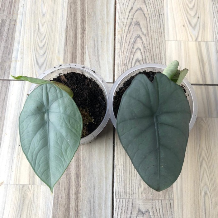 Jual Rawatan Alocasia Alokasia Melo Badak Kapuas 2 Daun Keladi Melo