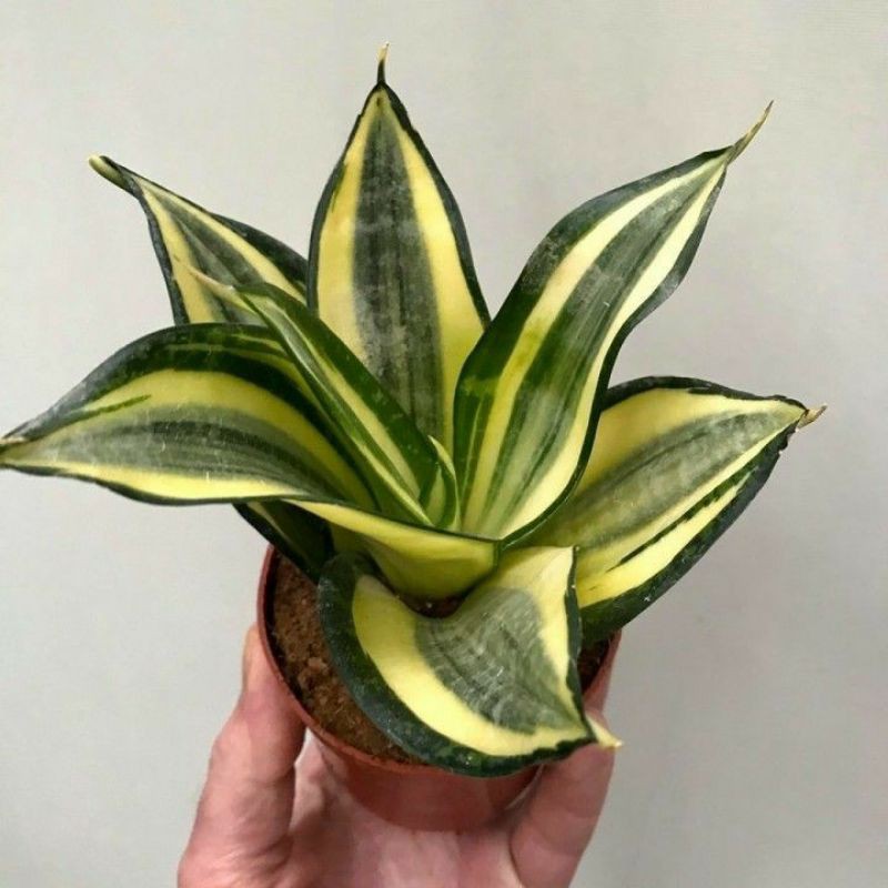 Jual Sansevieria Golden Hahnii Indonesia Shopee Indonesia