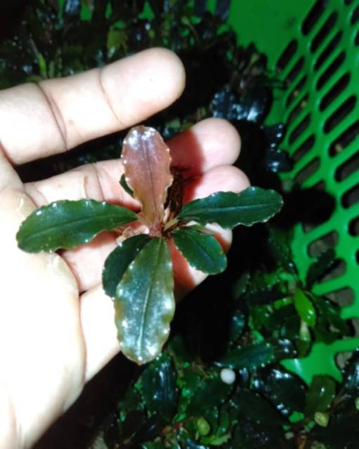 Jual Bucephalandra Brownie Helena Tanaman Aquascape Shopee Indonesia