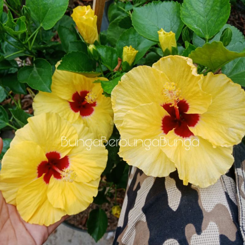 Jual Bibit Bunga Sepatu Hibiscus Bangkok Kuning Jumbo Tengah Merah