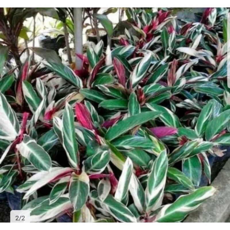 Jual Tanaman Hias Calathea Multicolor Meranti Bali Shopee Indonesia