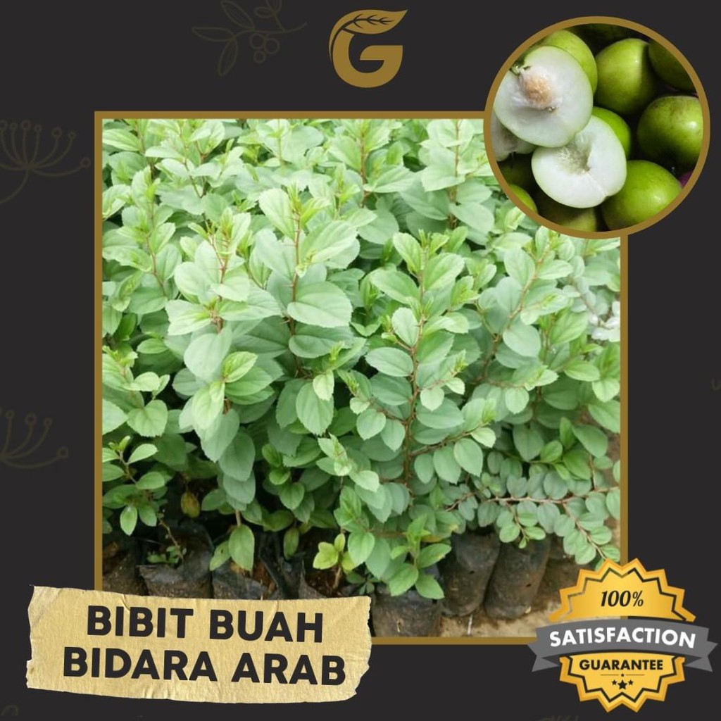 Jual Bibit Tanaman Buah Bidara Arab Cm Shopee Indonesia