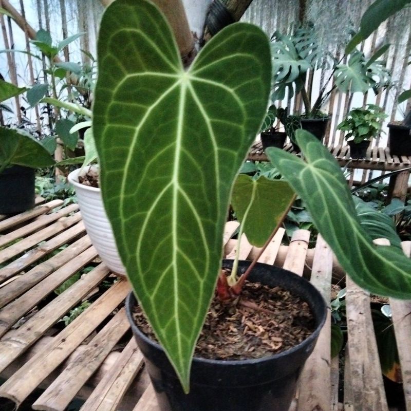 Jual Tanaman Hias Anthurium Kuping Gajah Green Mamba Indonesia Shopee