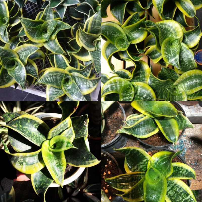 Jual Sansivera Trifasciata Twister Sansevieria Tsunami Swirl Shopee