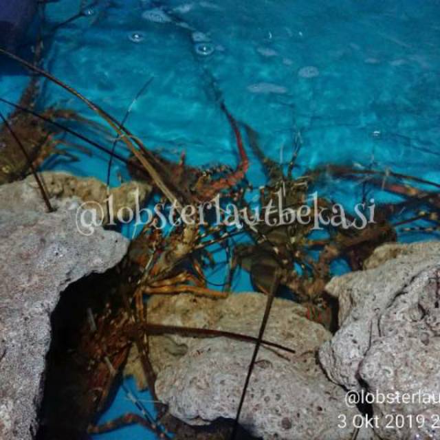 Jual Lobster Air Laut Size Ekor Per Kg Gr Per Ekor