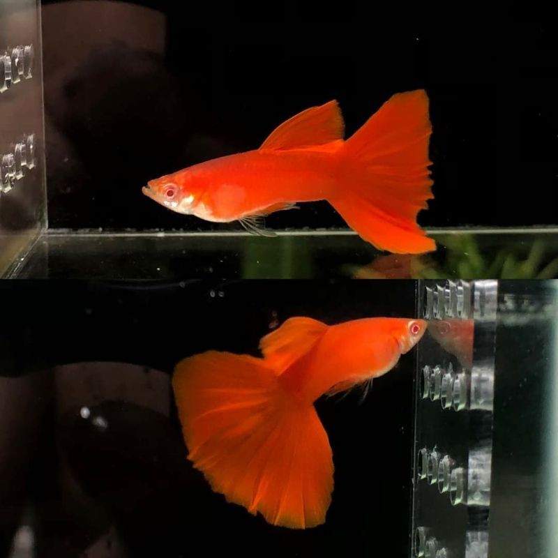 Jual ALBINO FULL RED SEPASANG Shopee Indonesia