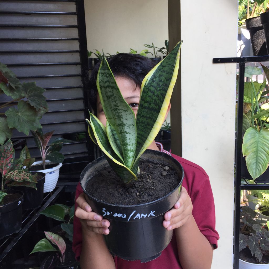 Jual Tanaman Hias Sansevieria Trifasciata Atau Lidah Mertua Bunga Hidup