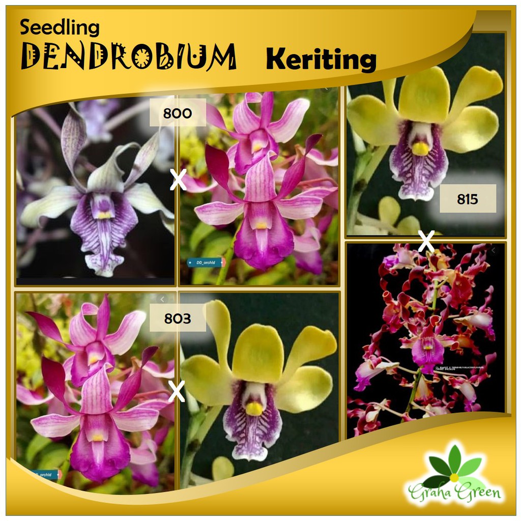 Jual Paket Seedling Dendrobium Shopee Indonesia