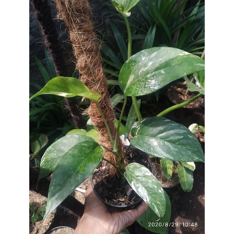 Jual Tanaman Hits Monstera Epipremnum Pinnatum Varigata Tanaman Indoor