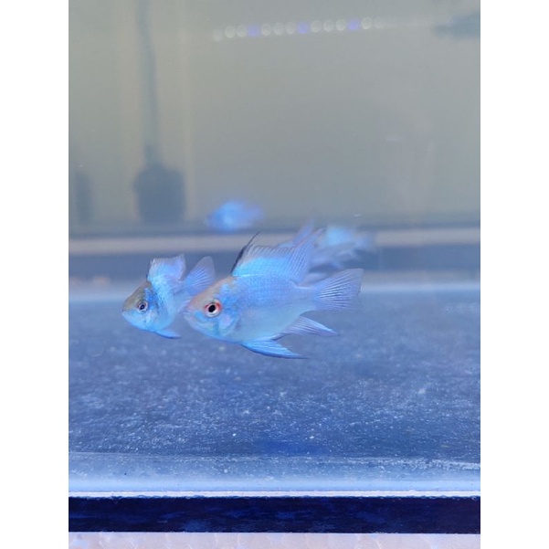 Jual Ikan Hias Aquarium Blue Electric Ram Blue Elektrik Ramirezi