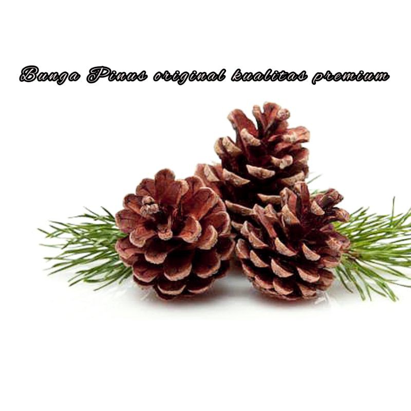 Jual Bunga Pinus Kering Original Kwalitas Premium Kg Muat Pcs