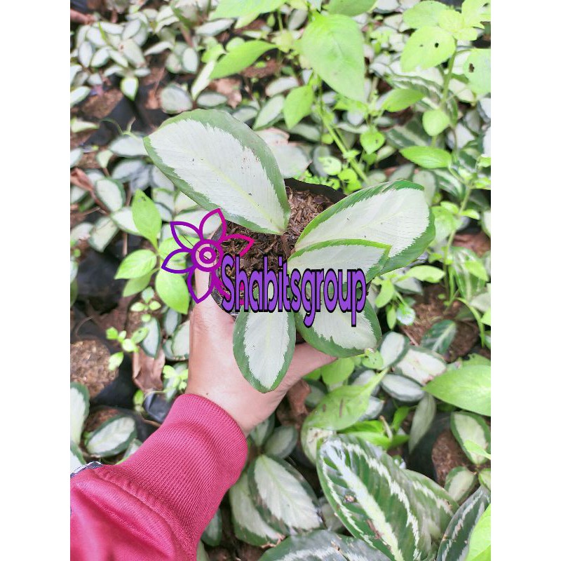 Jual Tanaman Hias Calathea Darkstar Tanaman Calathea Darkstar Pisang