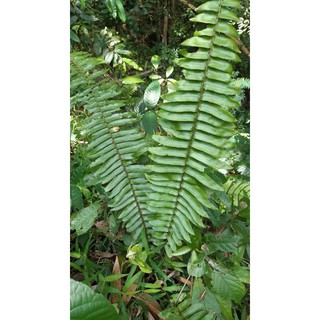 Jual Tanaman Hias Paku Sepat Pakis Kelabang Nephrolepis Cordifolia