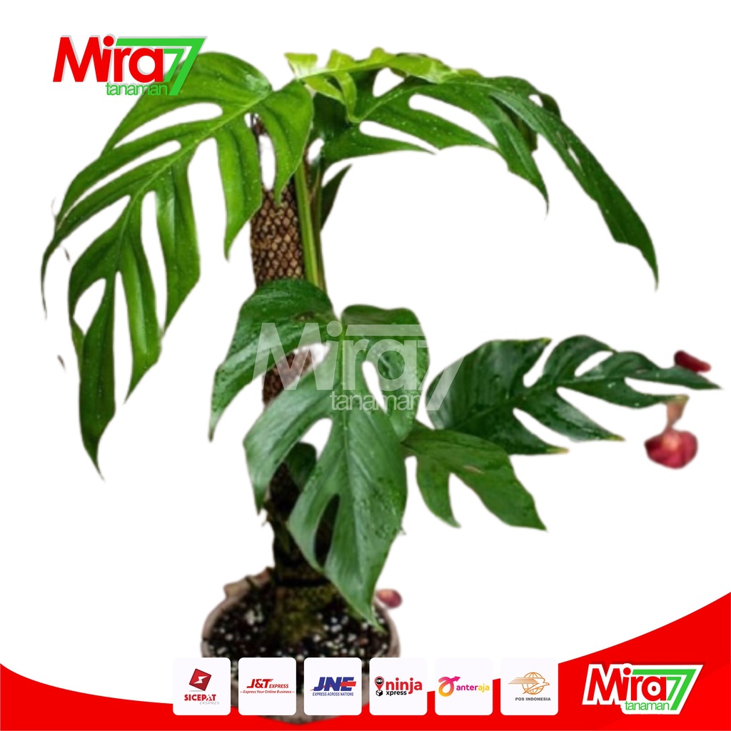 Jual Monstera Ekor Naga Epipremnum Pinnatum Mira Tanaman Shopee