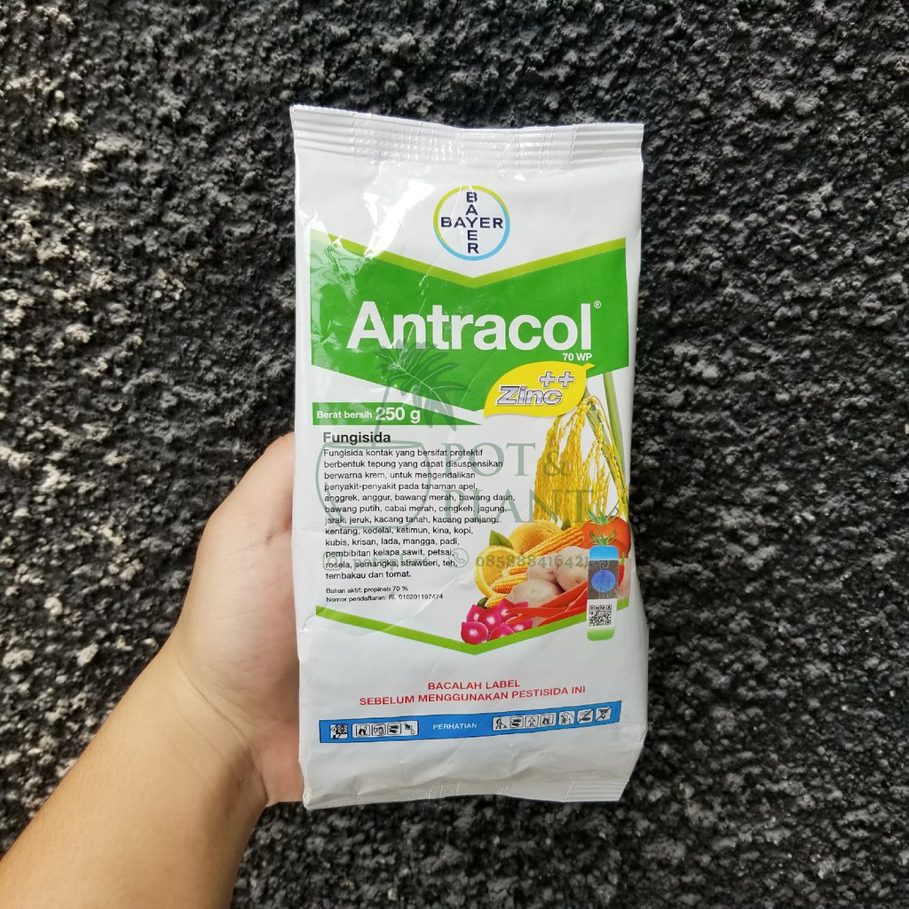 Jual Antracol Fungisida Wp Gr Obat Jamur Tanaman Shopee Indonesia