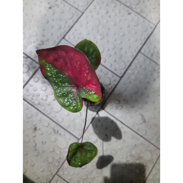 Jual Tanaman Hias Kaladi Baret Merah Caladium Red Baret Shopee Indonesia